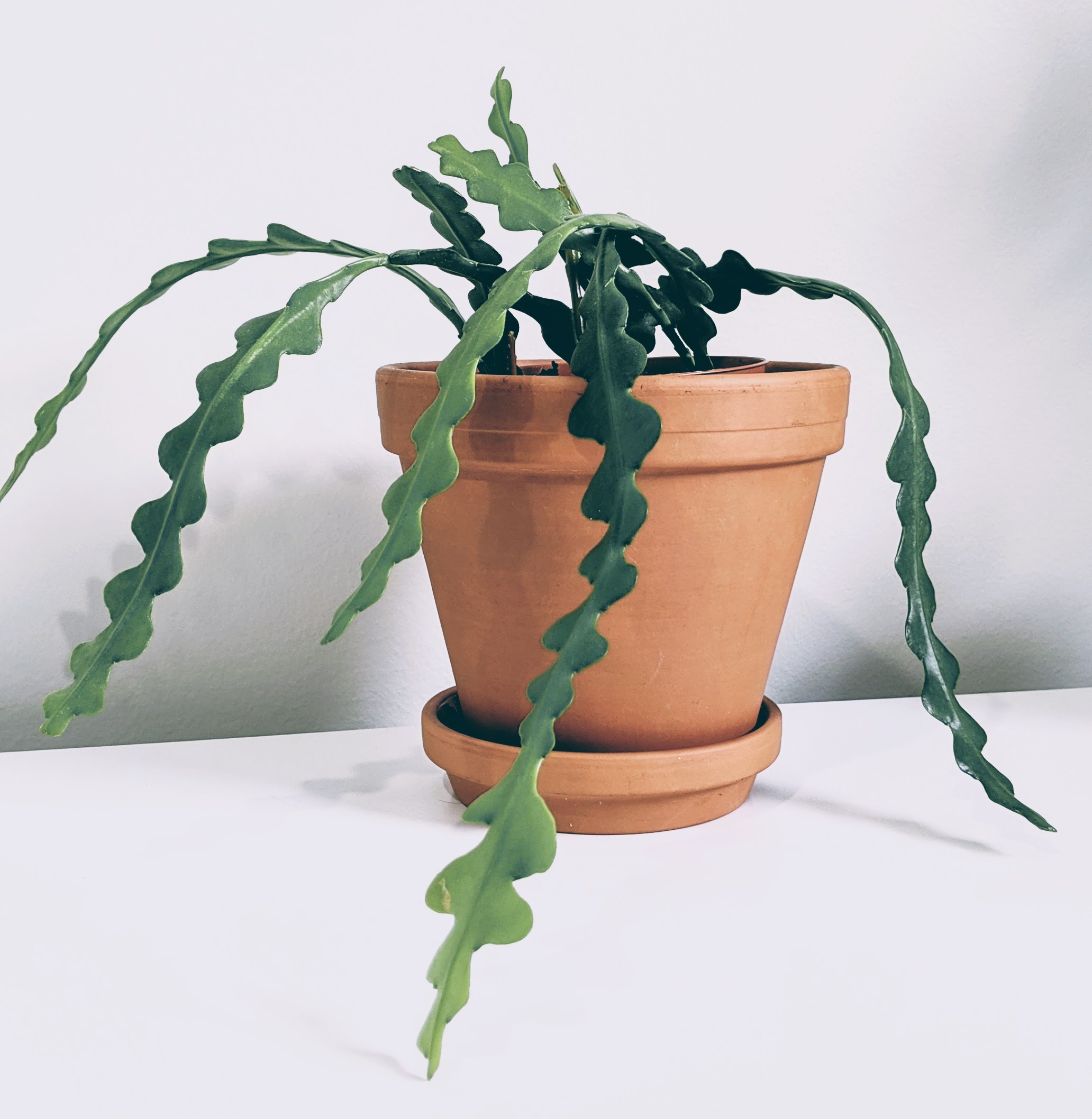 Fishbone Cactus Care the Complete Growing Guide Potted Pixie