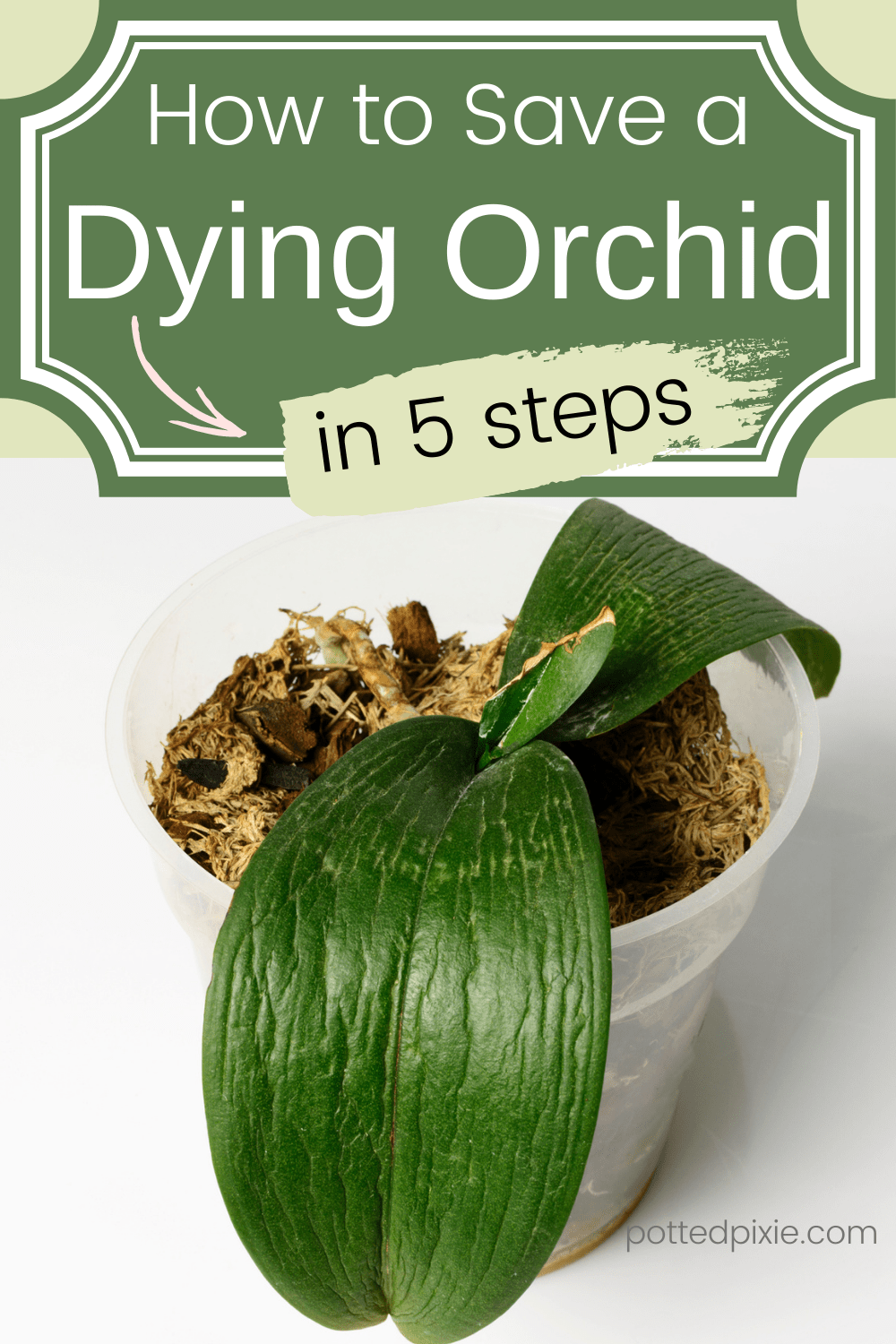How to Save a Dying Orchid in 5 Steps Potted Pixie