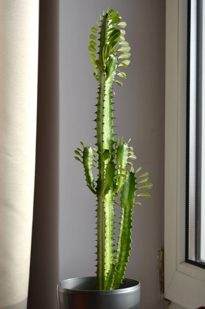 African Milk Tree Care How to Care for Your Euphorbia Trigona Potted