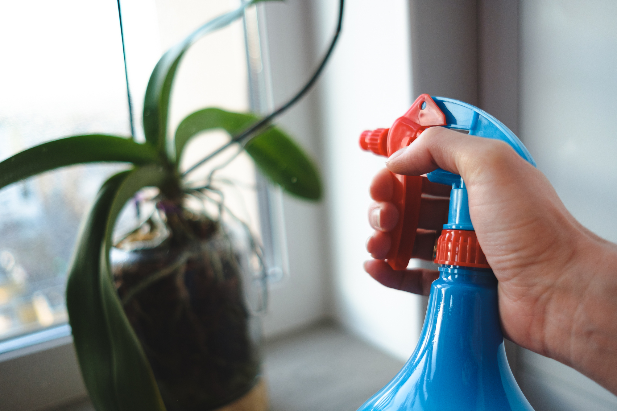 Orchid Care After Flowers Fall Off (+ How to Trick Your Orchid into