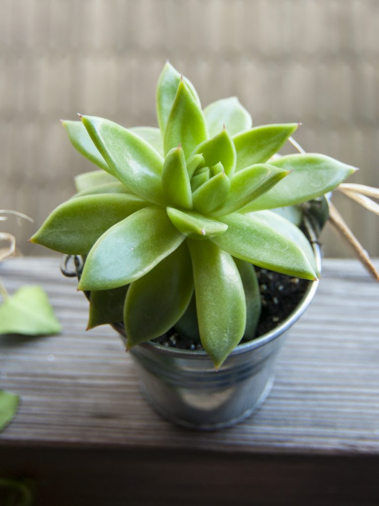Do Succulent Plants Need Sunlight? All your Questions Answered Potted