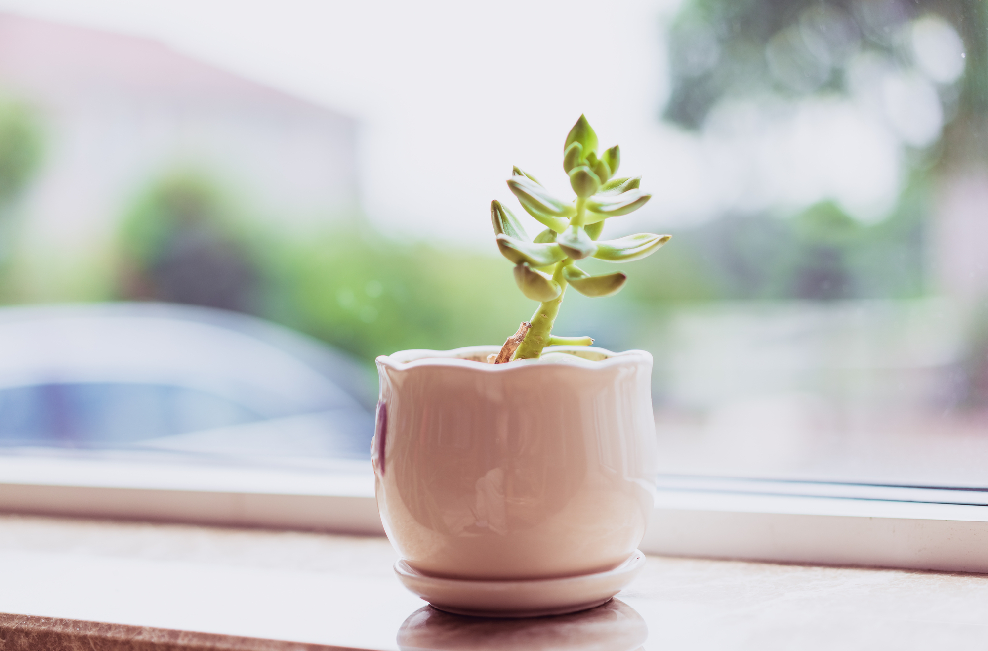 Do Succulent Plants Need Sunlight? All your Questions Answered Potted