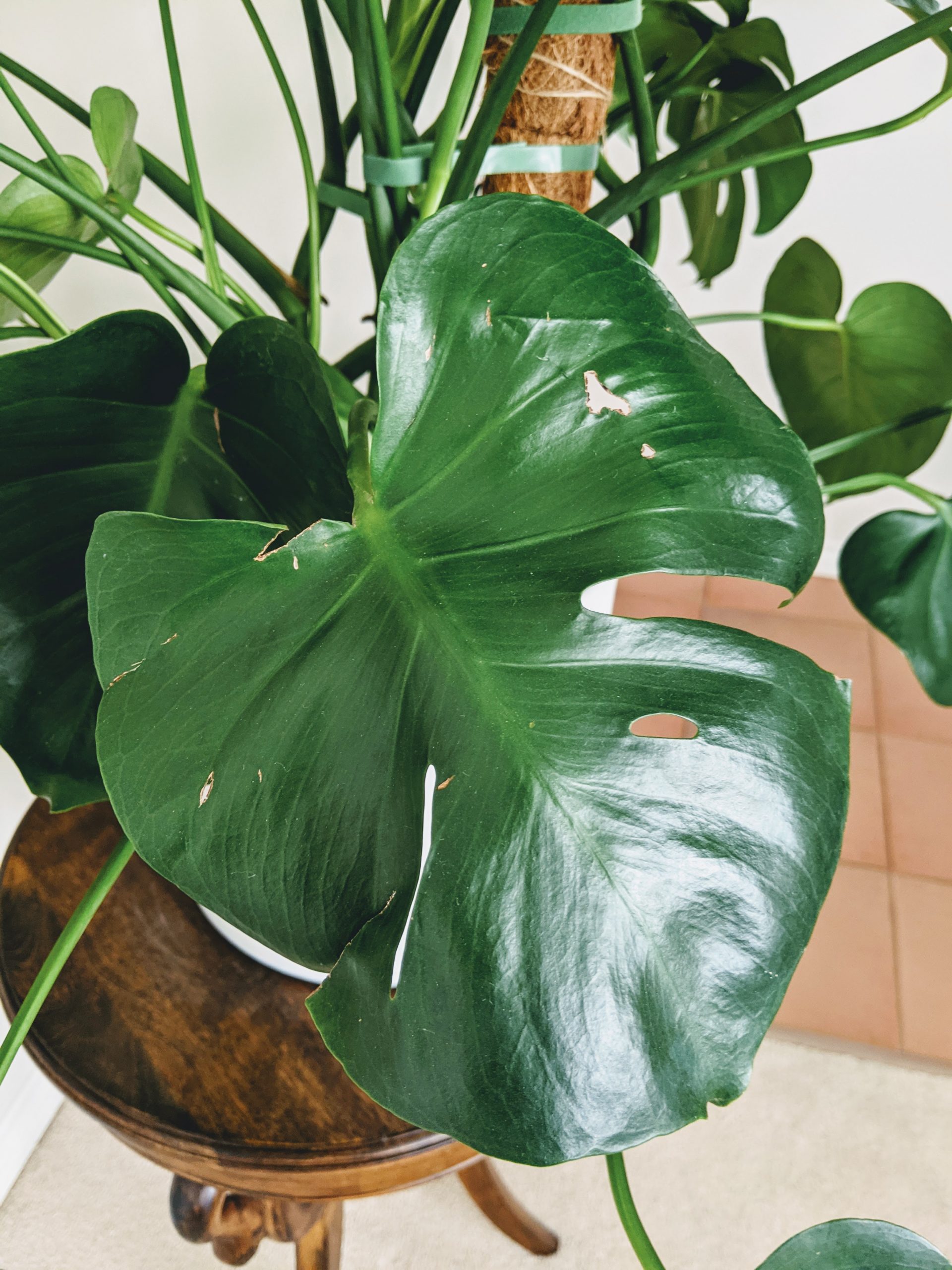 Diagnose Your Damaged Monstera Leaves Tearing, Ripping and Bending