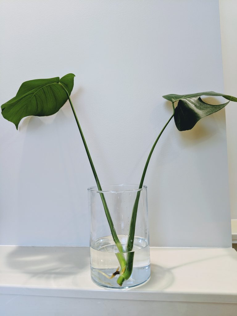 How to Propagate a Monstera in Water in 5 Easy Steps (+ tips for success)