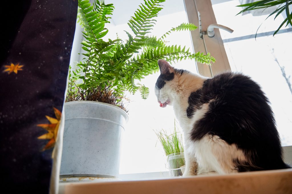 The Ultimate Guide to Keeping Cats Away From Houseplants 16 Methods