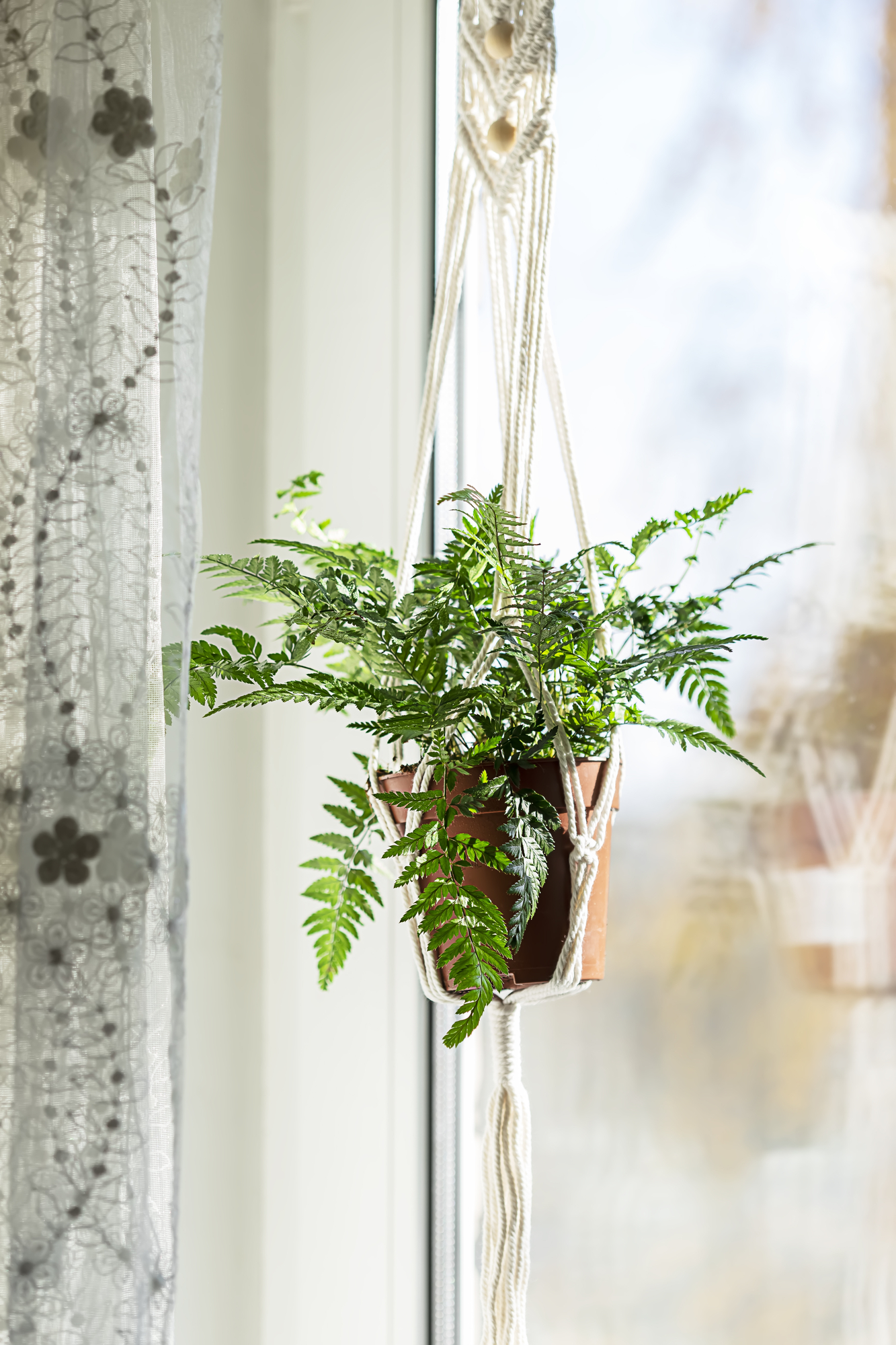 The Ultimate Guide to Keeping Cats Away From Houseplants 16 Methods