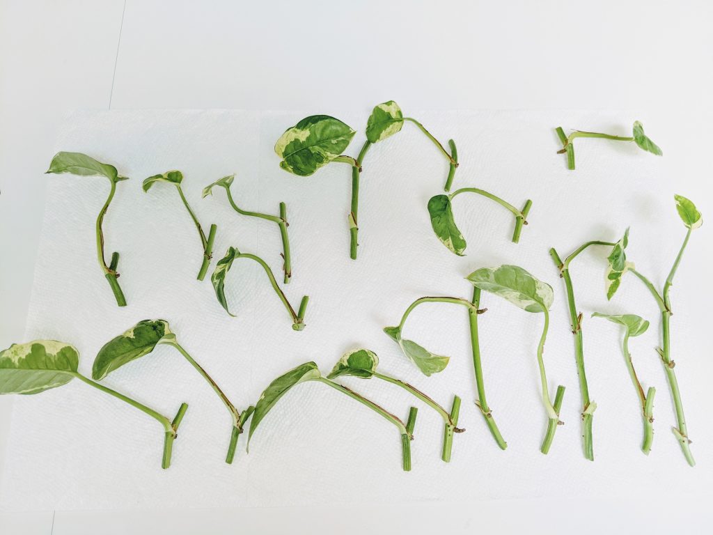 Propagating Pothos Step by Step Guide (with photos) & Troubleshooting