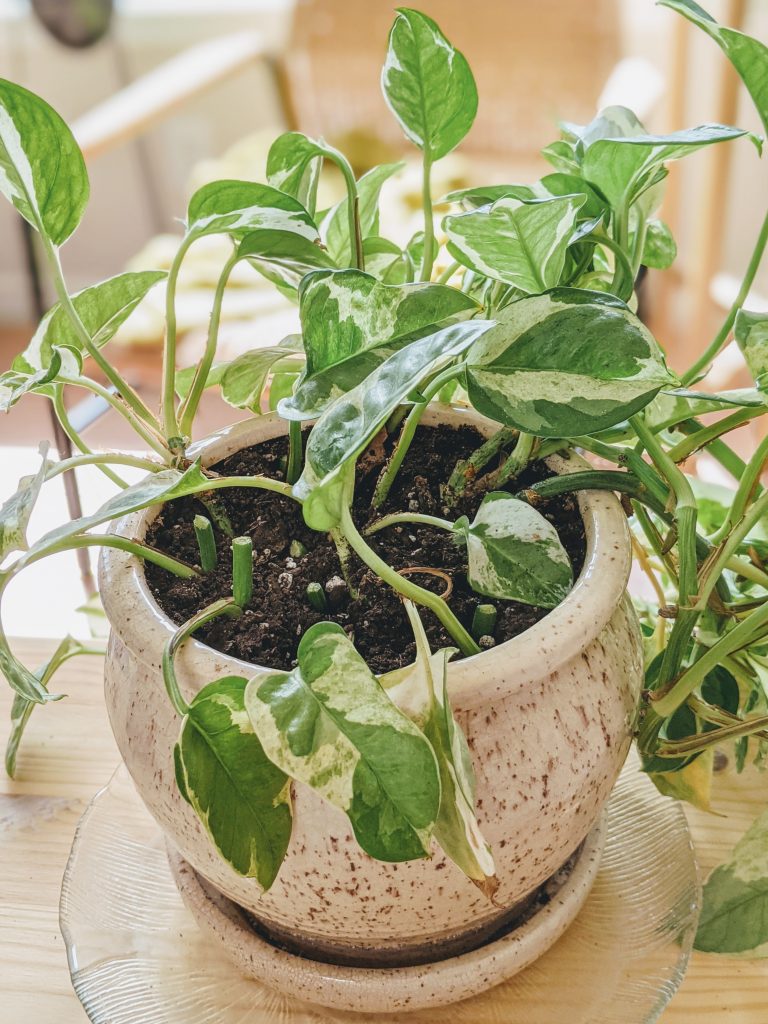 Propagating Pothos Step by Step Guide (with photos) & Troubleshooting