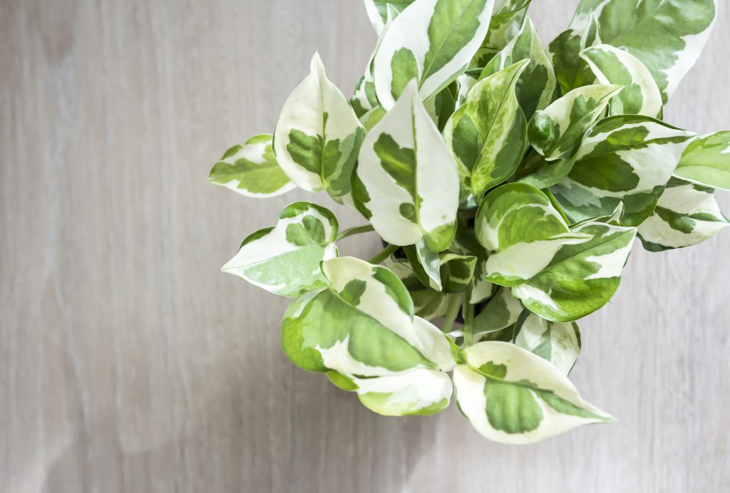 Variegated Pothos Care All Your Questions Answered Potted Pixie