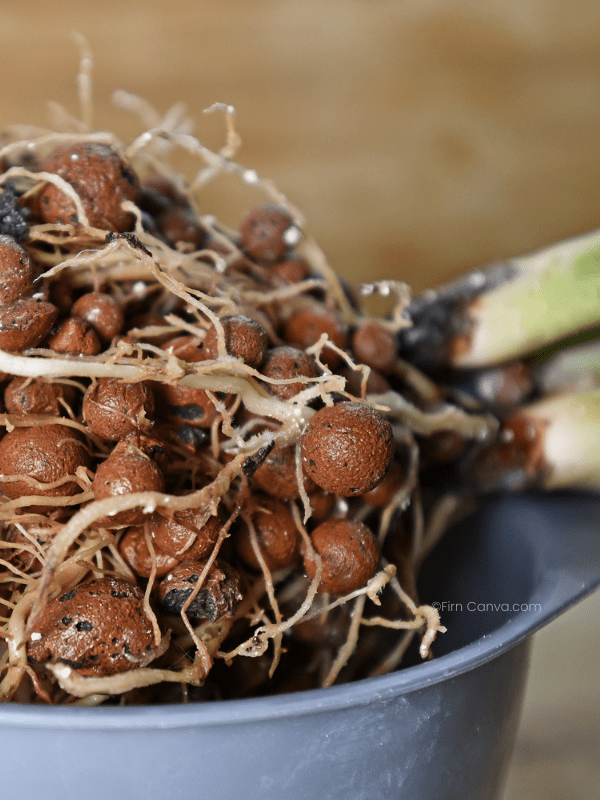 Easy Guide to Growing Houseplants in LECA Tips and Tricks for Success