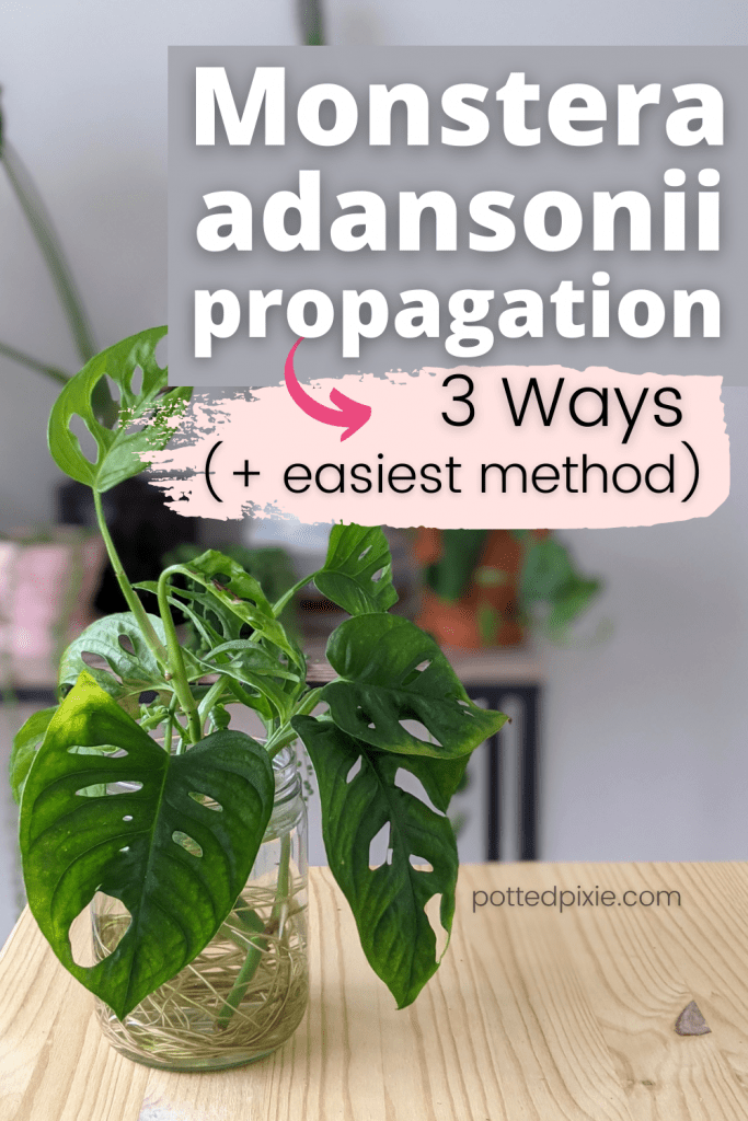 How to Propagate Monstera Adansonii 3 Ways & Tips for Each Method