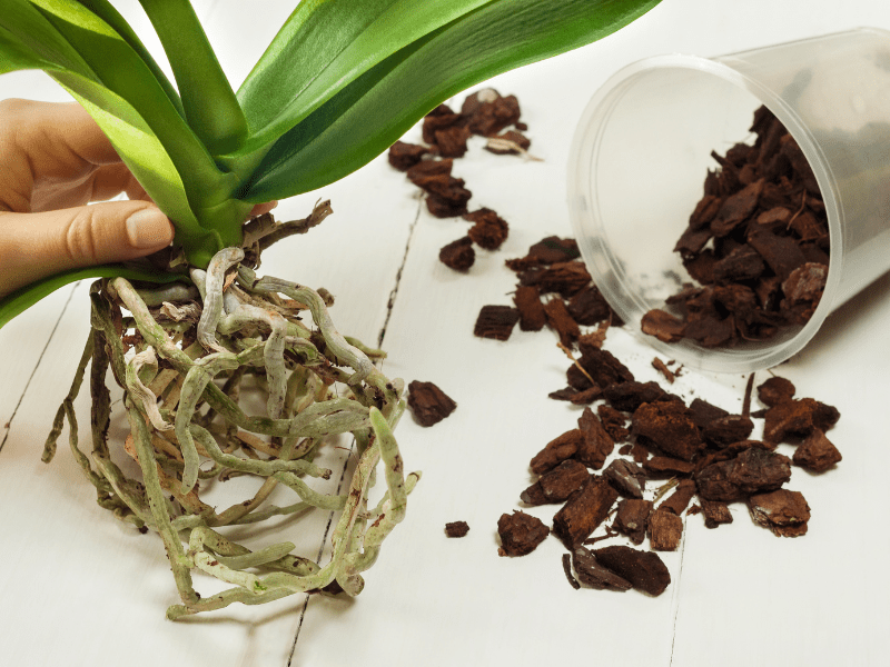 How to Make Orchid Soil in 7 Easy Steps Potted Pixie