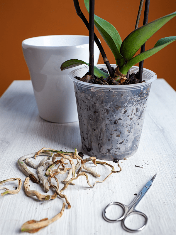How to Make Orchid Soil in 7 Easy Steps Potted Pixie