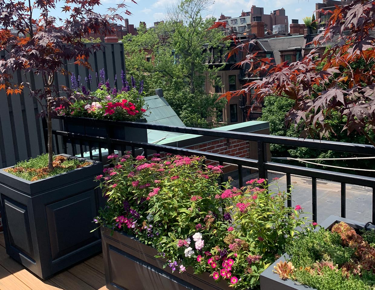 Back Bay Terrace Potted UP