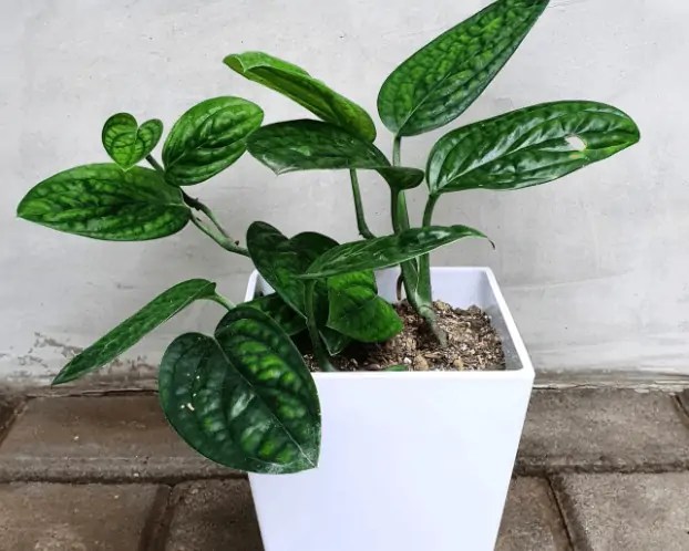 Monstera Peru How to Take Care for This Plant? Potted Well