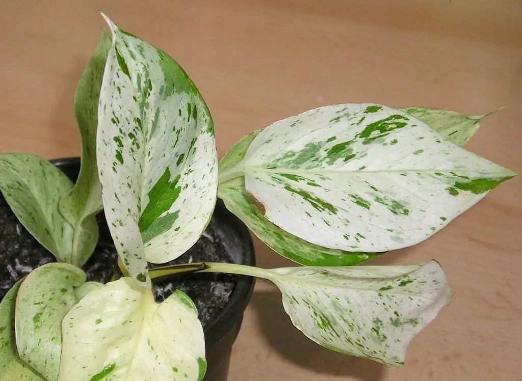 Marble Queen Pothos Why It's A Good Indoor Plant? Potted Well