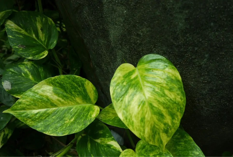 Jessenia Pothos Is This Plant Safe to Keep At Home? Potted Well