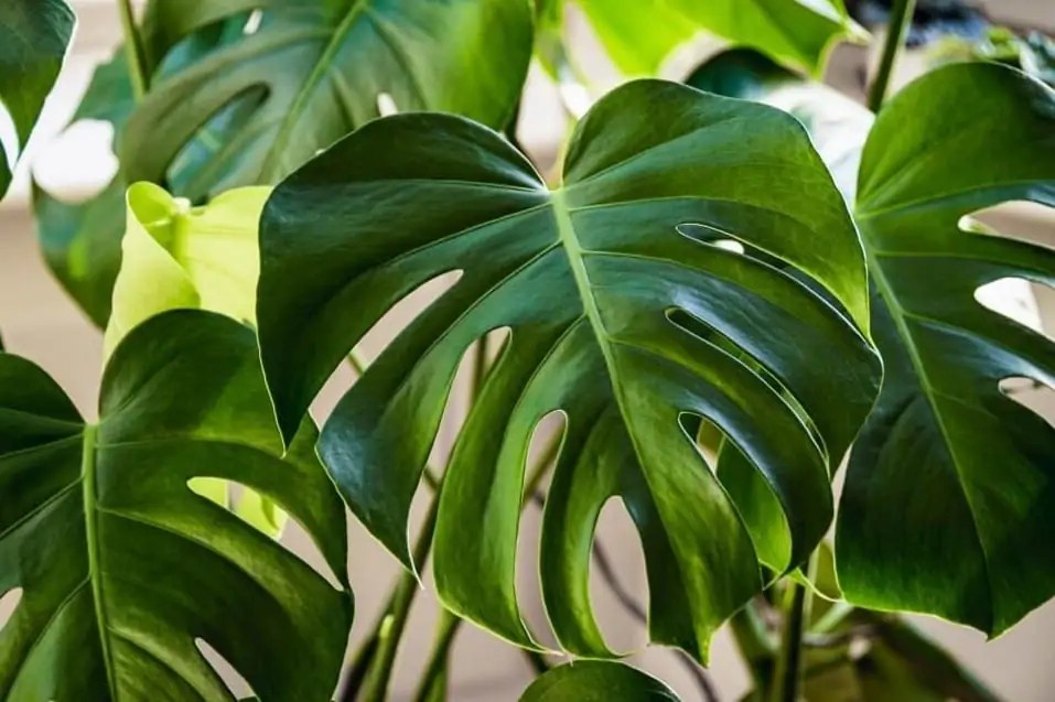 Monstera Varieties Growing Guide How To Propagate New Plants? Potted