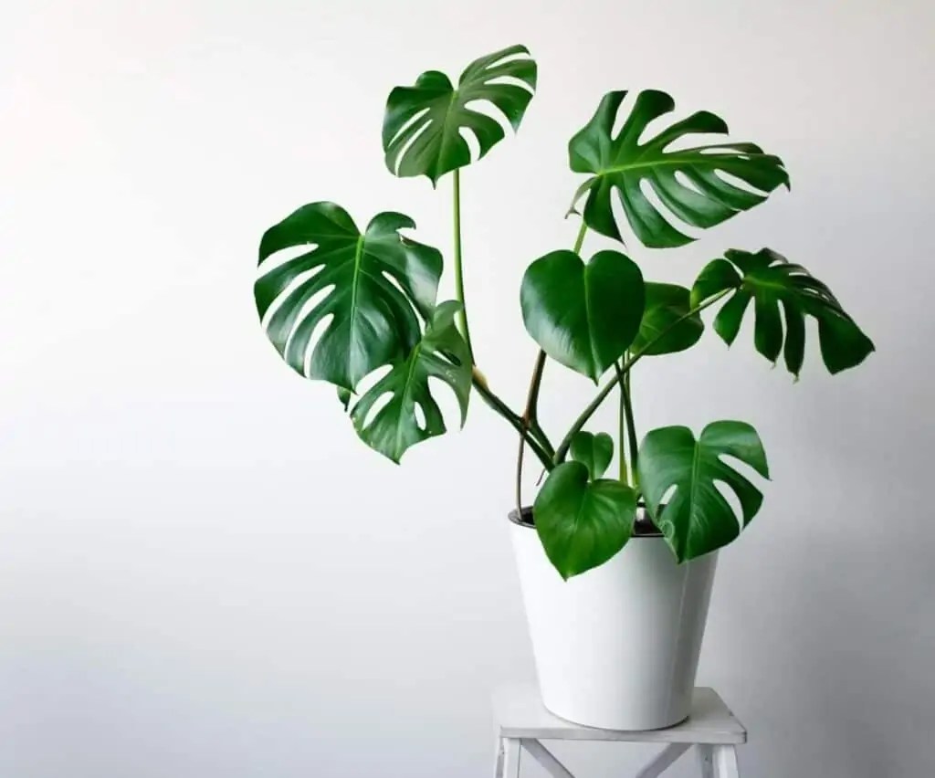Monstera Varieties Growing Guide How To Propagate New Plants? Potted