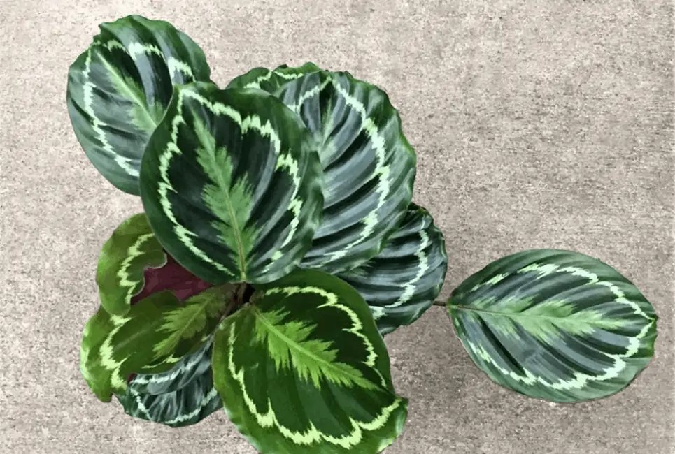 Calathea Peacock How to Care For The Calathea Makoyana Plant Potted Well