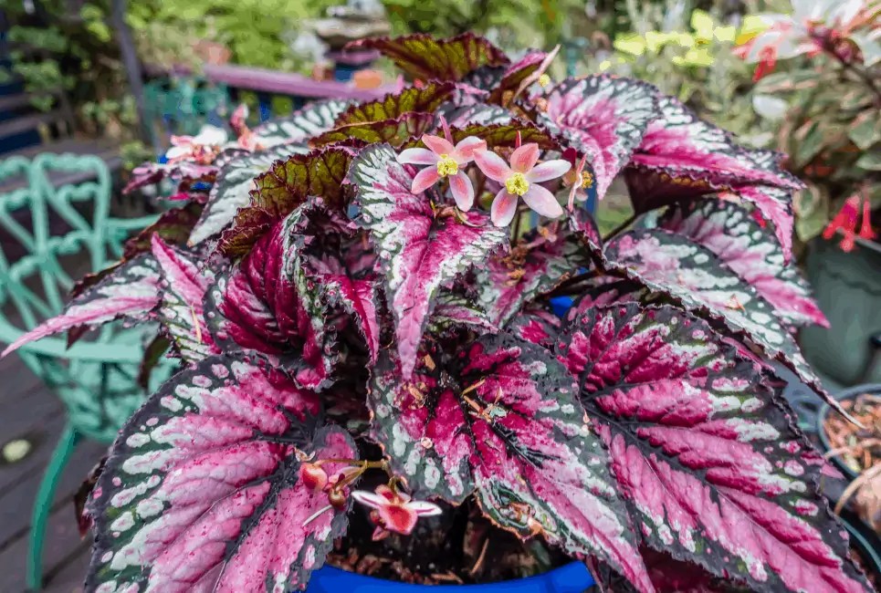 Painted Leaf Begonia How Much Maintainance Does The Rex Begonia Needs