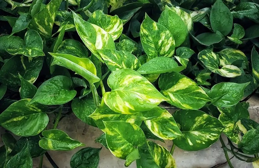 Pothos Leaves Turning Yellow Troubleshooting And Rescue Potted Well