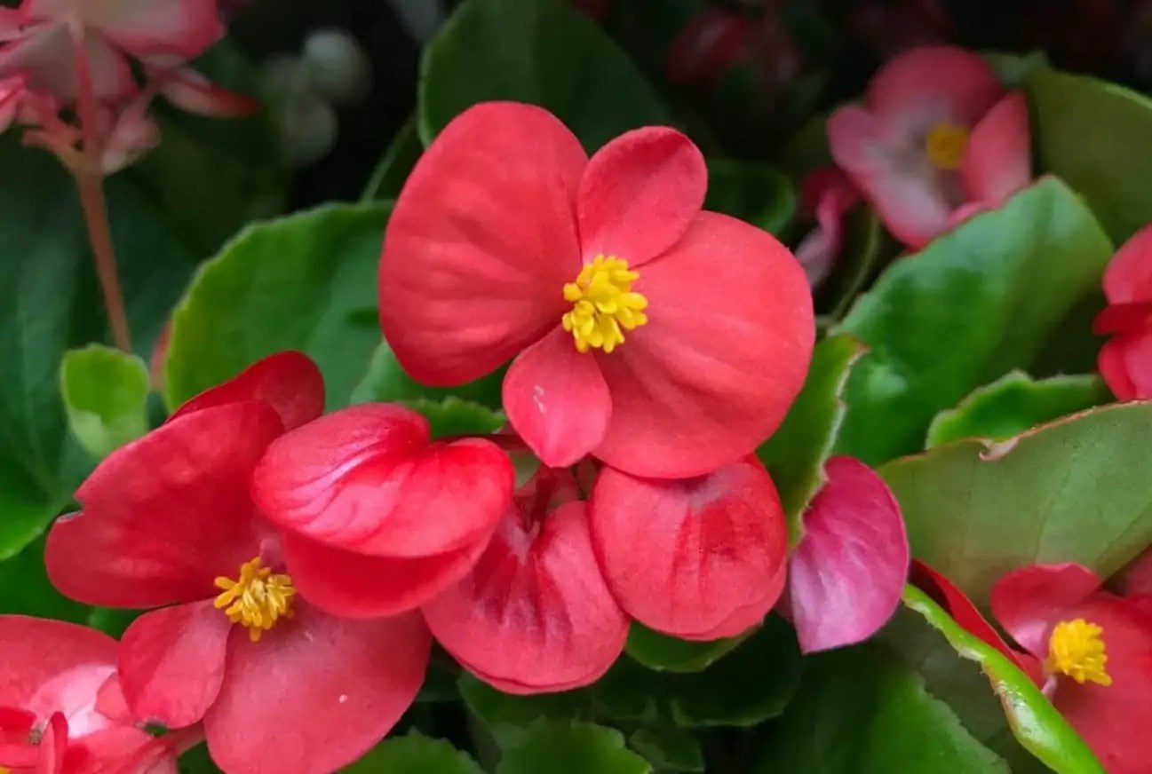 Wax Begonia Can Begonia Semperflorens Survive At Home? Potted Well