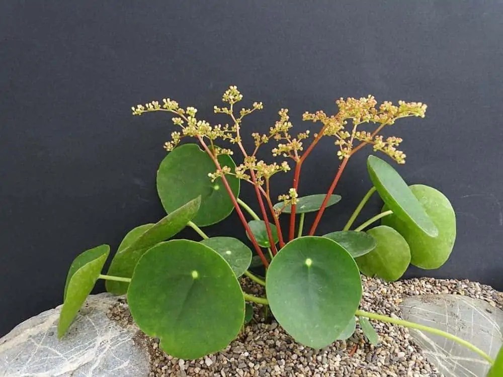 Pilea Plant Varieties and Types That Can Thrive Indoors Potted Well