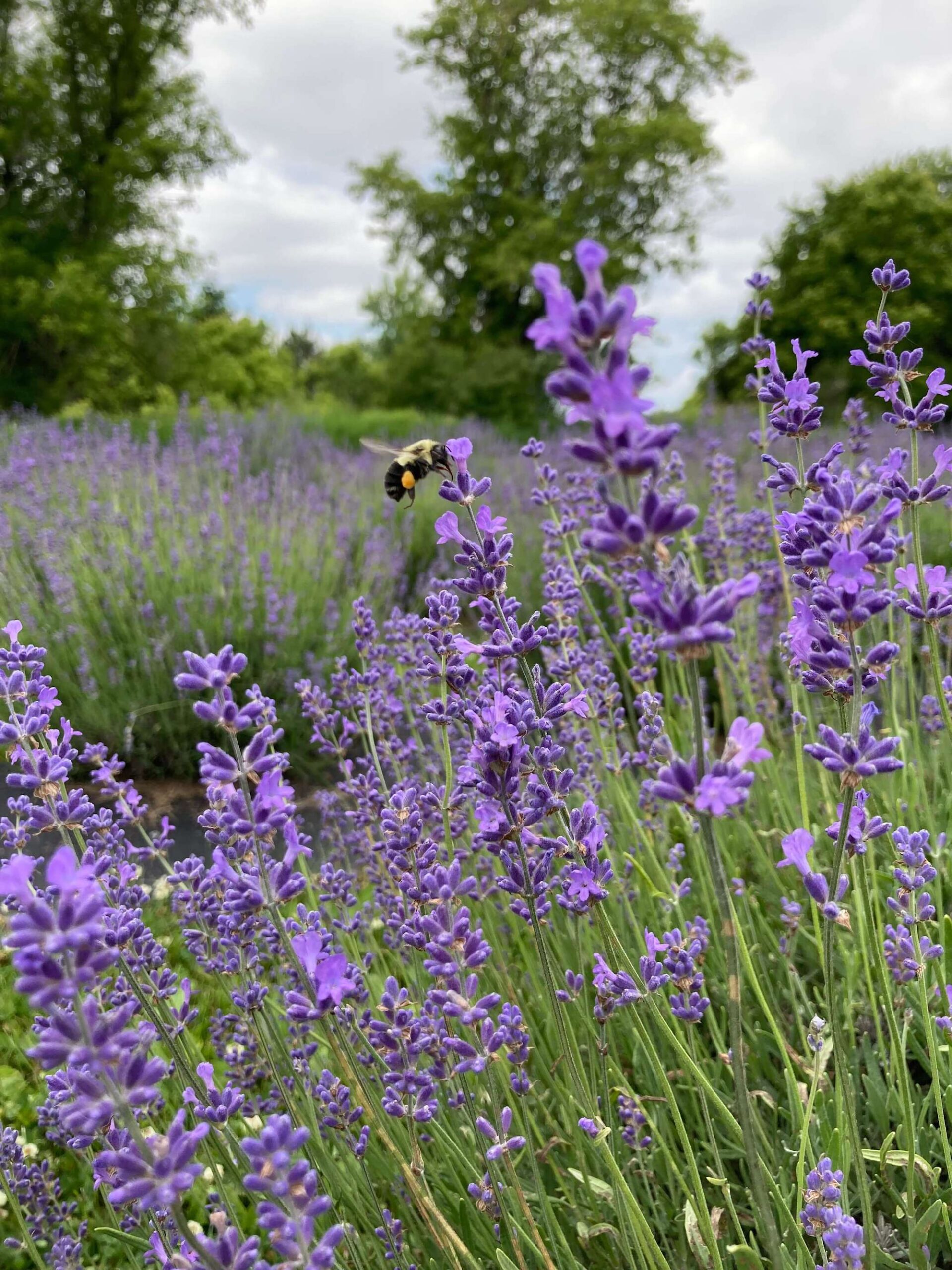 Potter Creek Lavender Organic and Natural Lavender