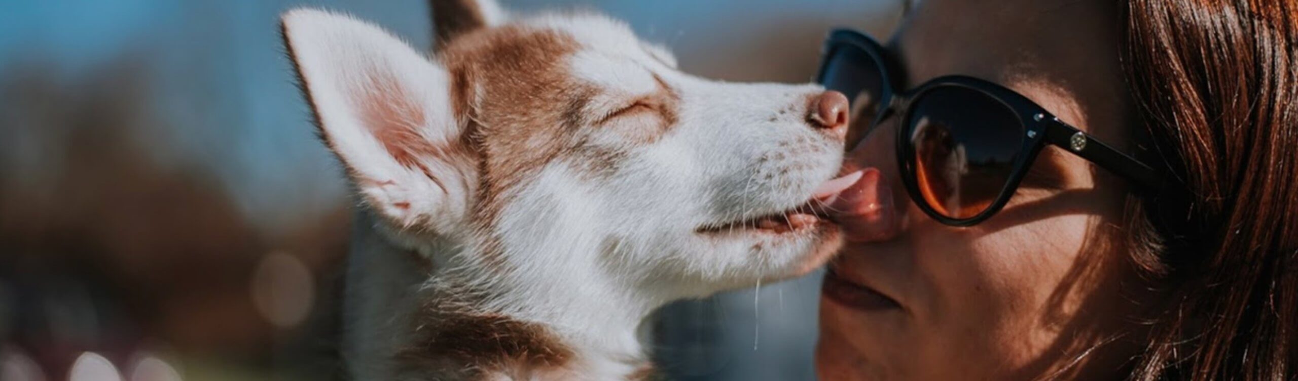 Pet Surrender Potter League For Animals