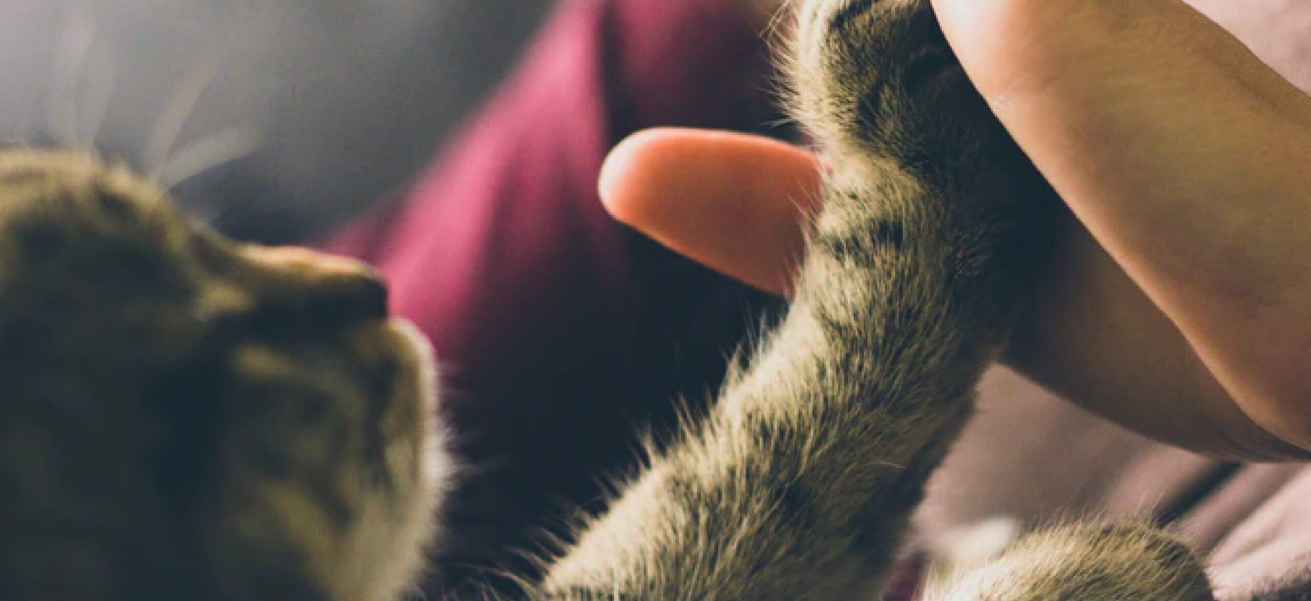 Home Potter League For Animals