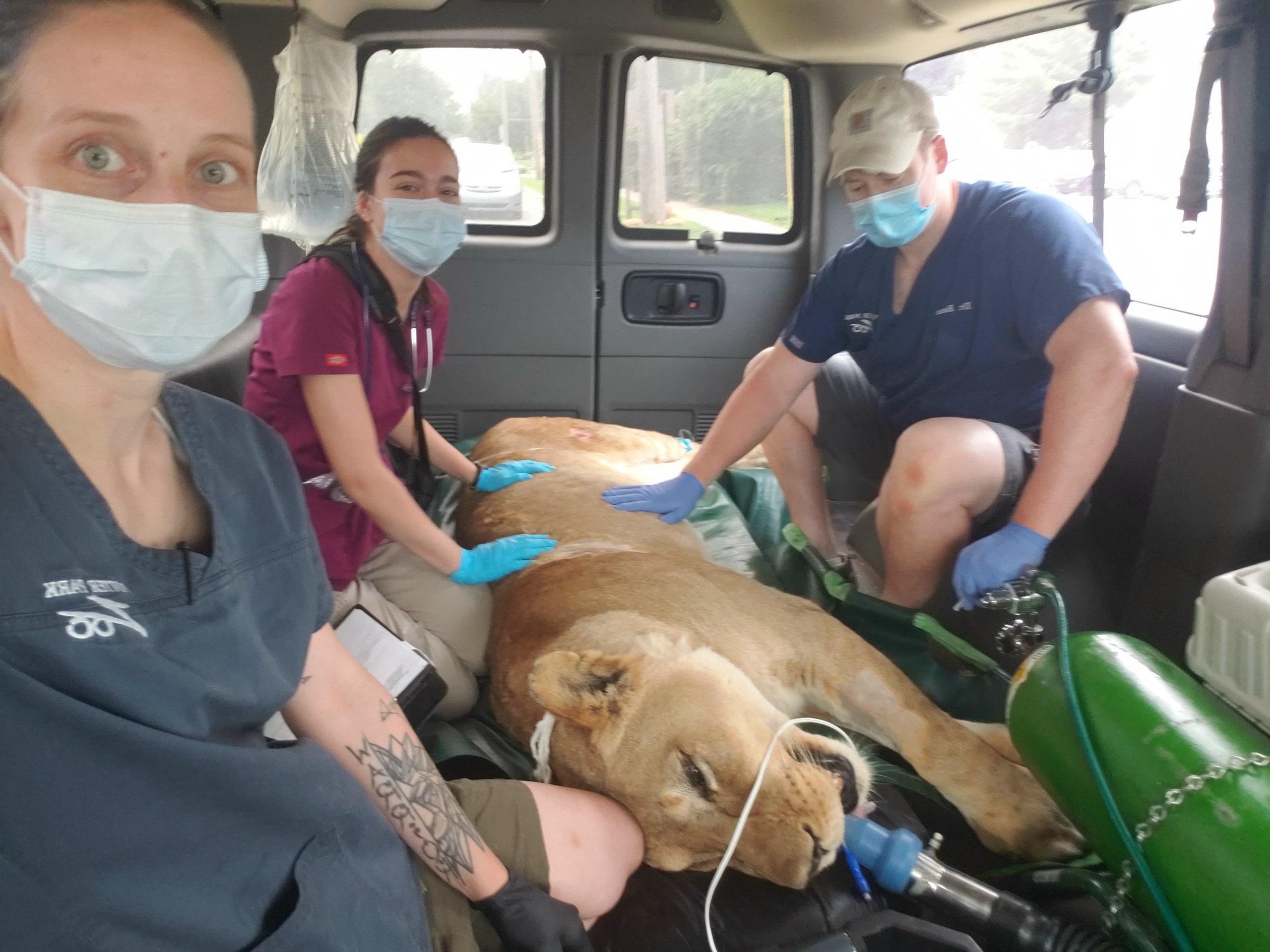 Potter Park Zoo geriatric female lion taken to Michigan State