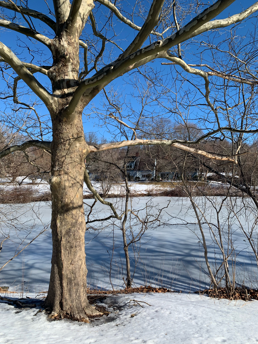 Photo Gallery Potter Pond Lexington Condominiums MA