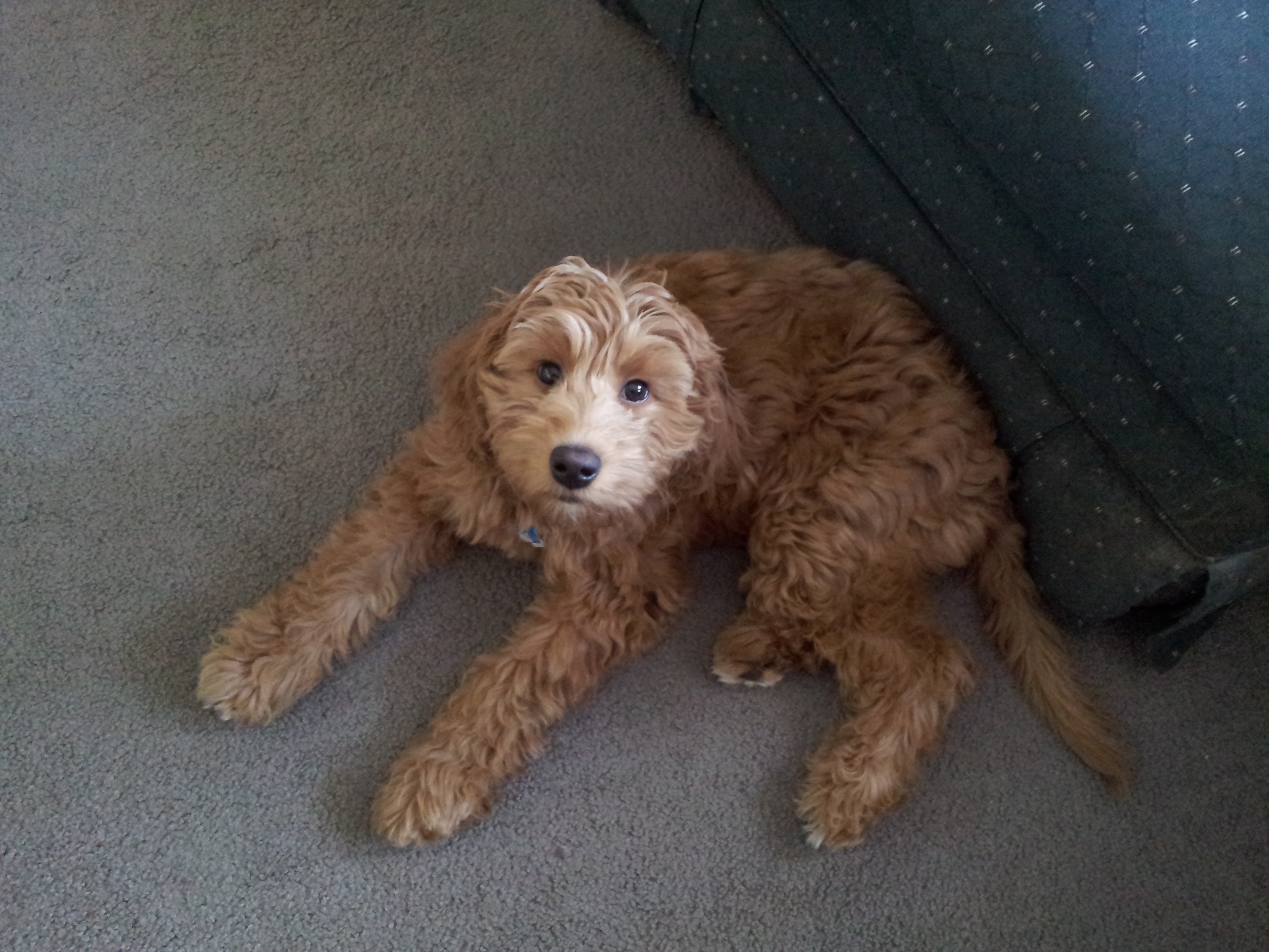 Miniature Goldendoodles for sale in Wisconsin