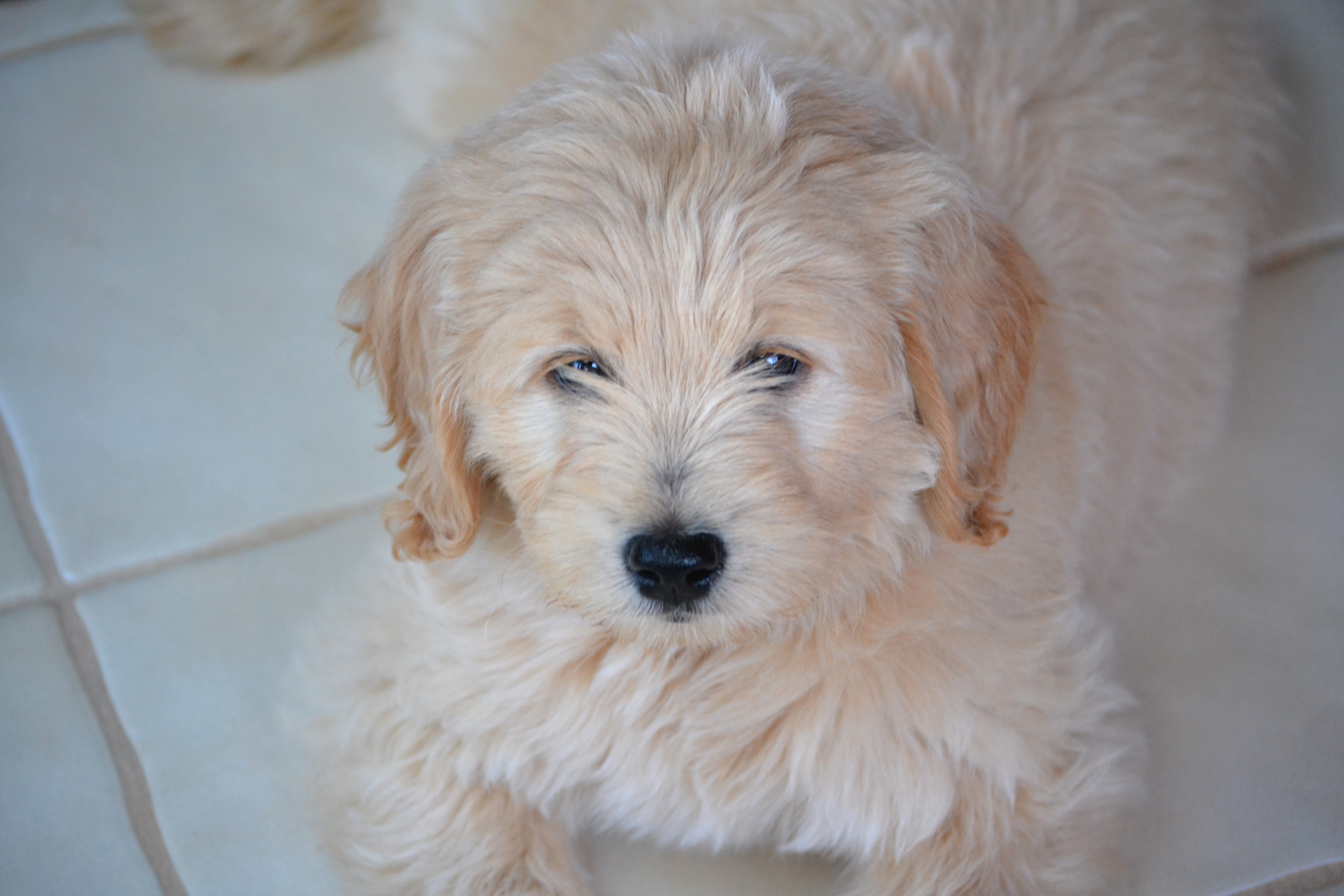 Miniature Goldendoodles for sale in Wisconsin