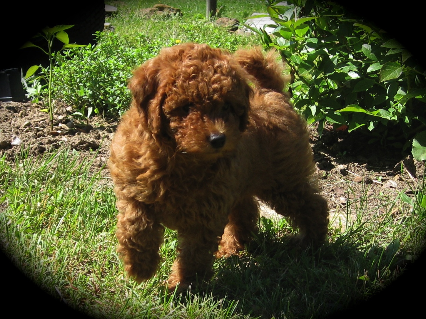 Miniature Poodles for sale in Wisconsin