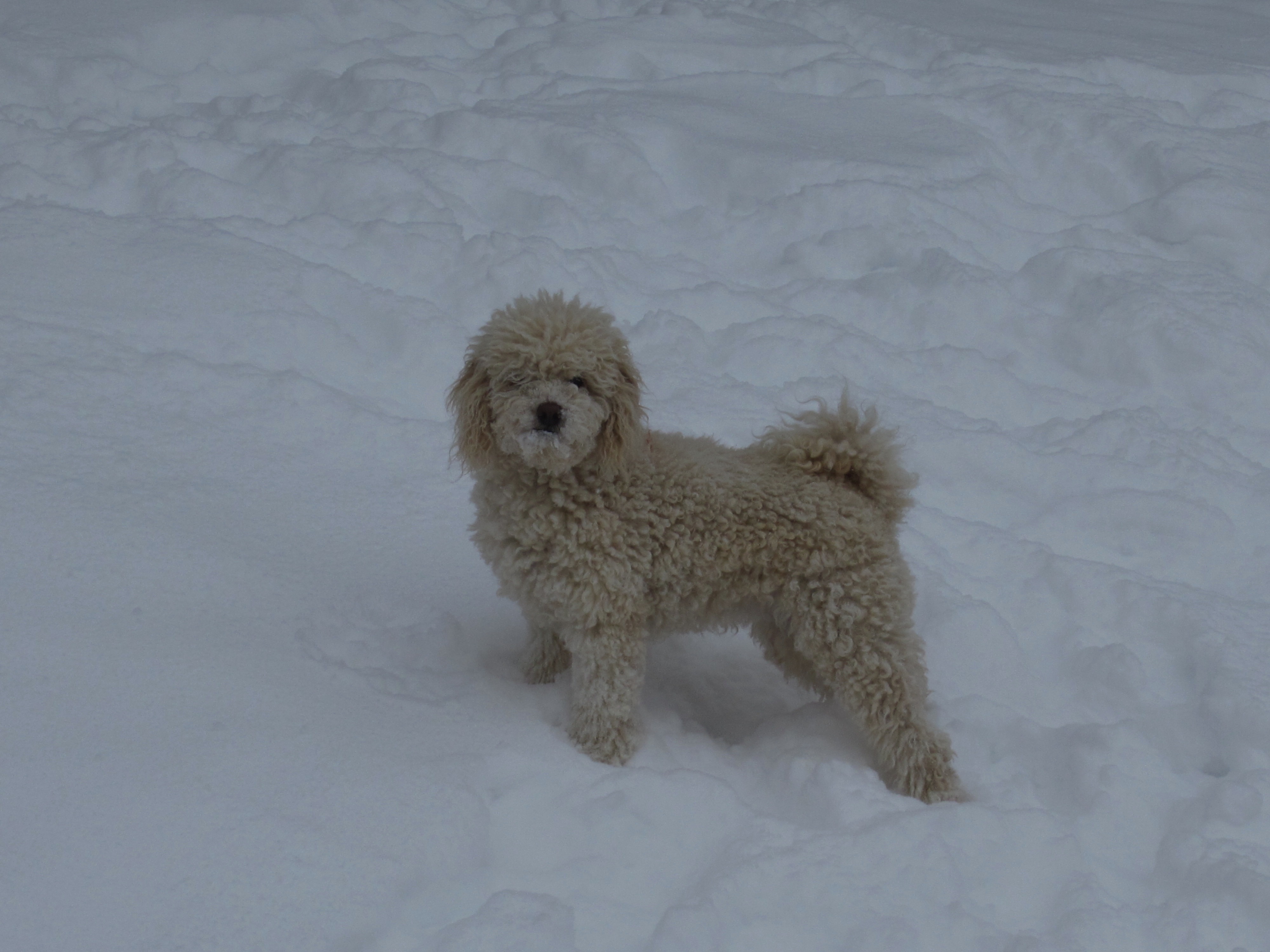 Miniature Poodles for sale in Wisconsin