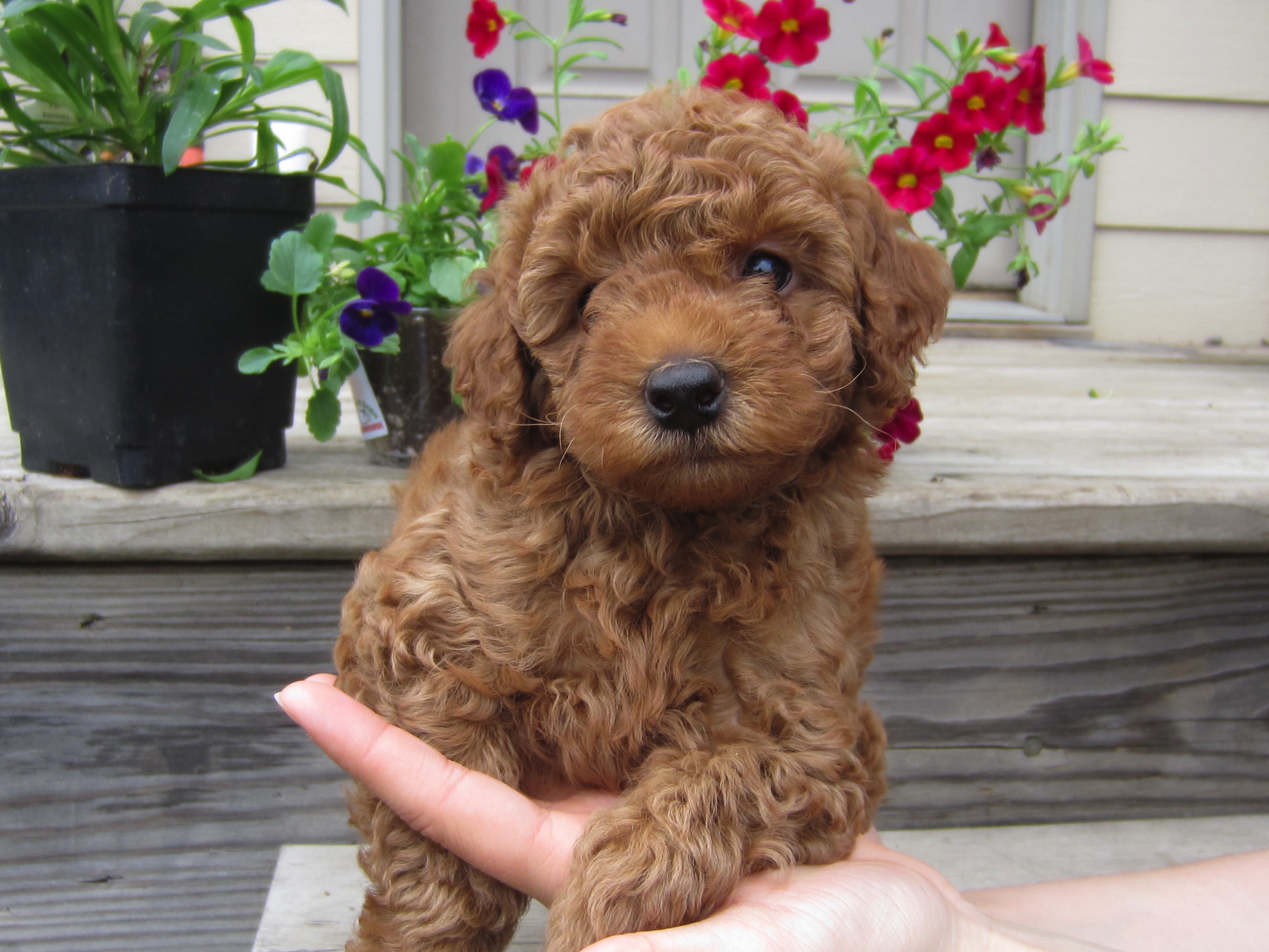 Miniature Goldendoodles for sale in Wisconsin