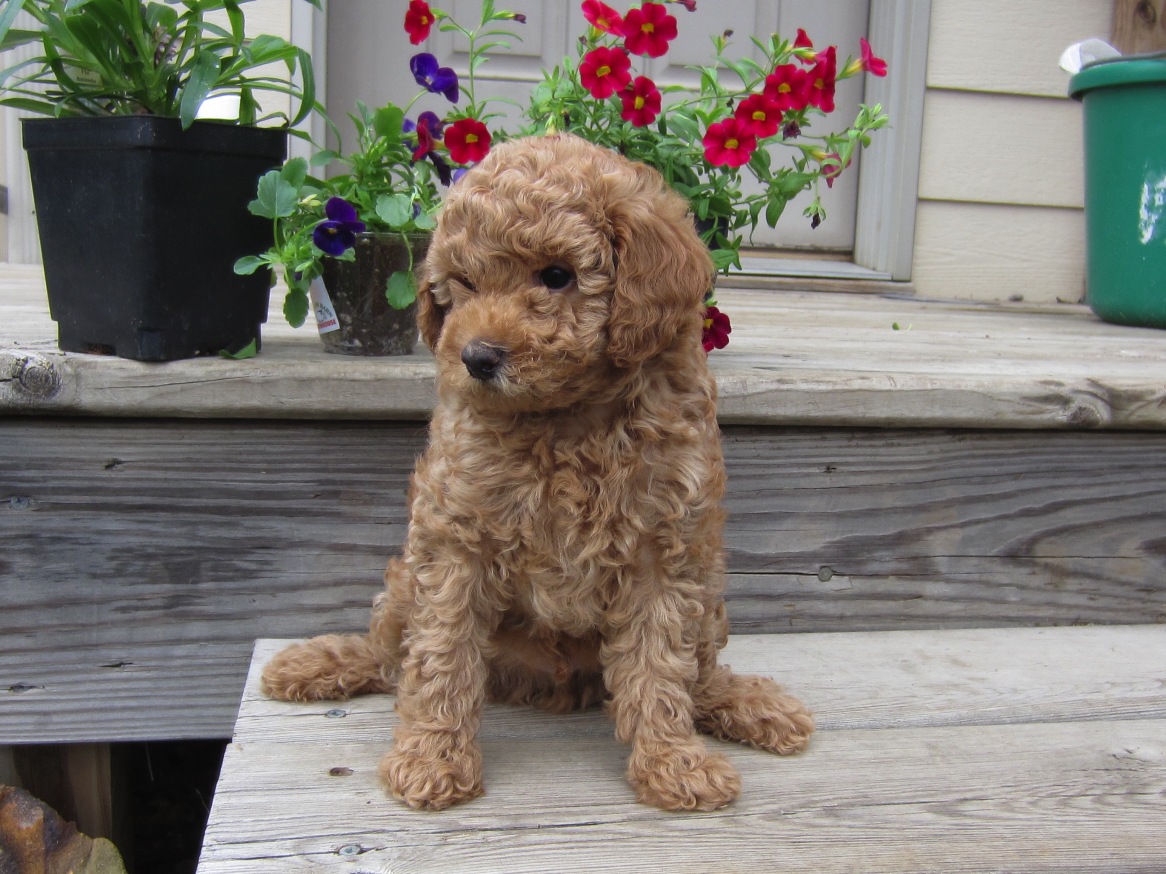 Miniature Goldendoodles for sale in Wisconsin