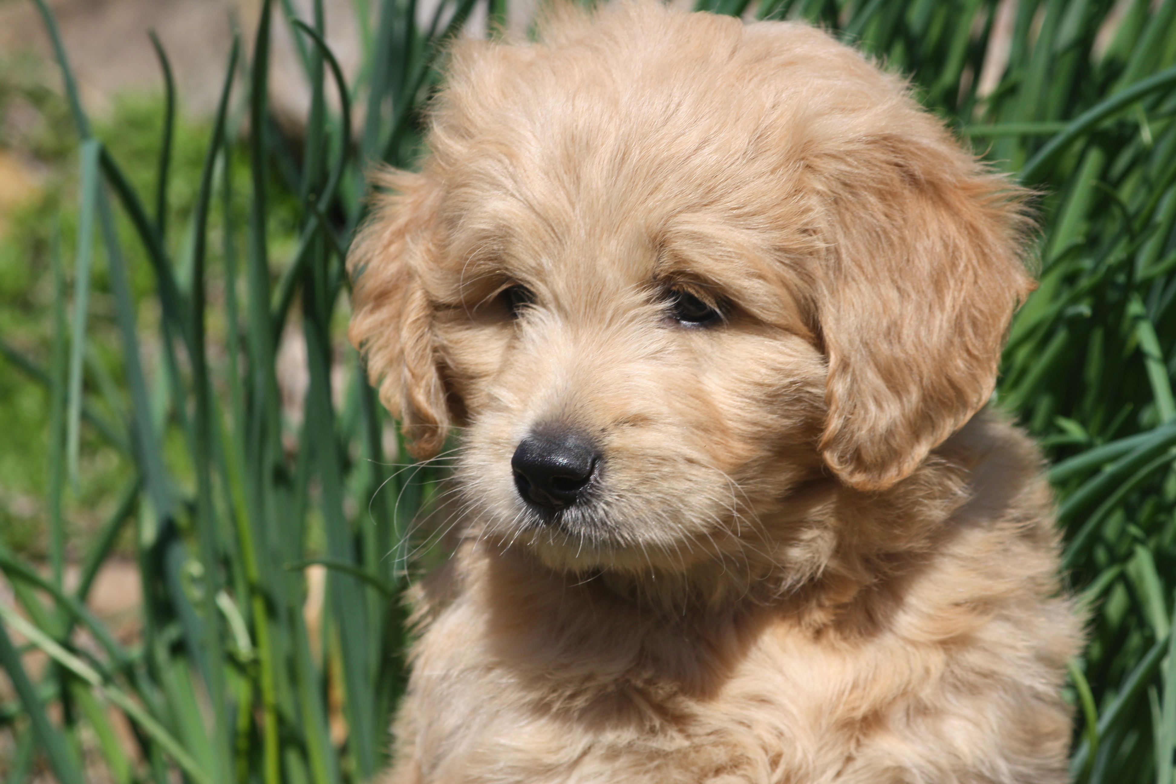 Miniature Goldendoodles for sale in Wisconsin