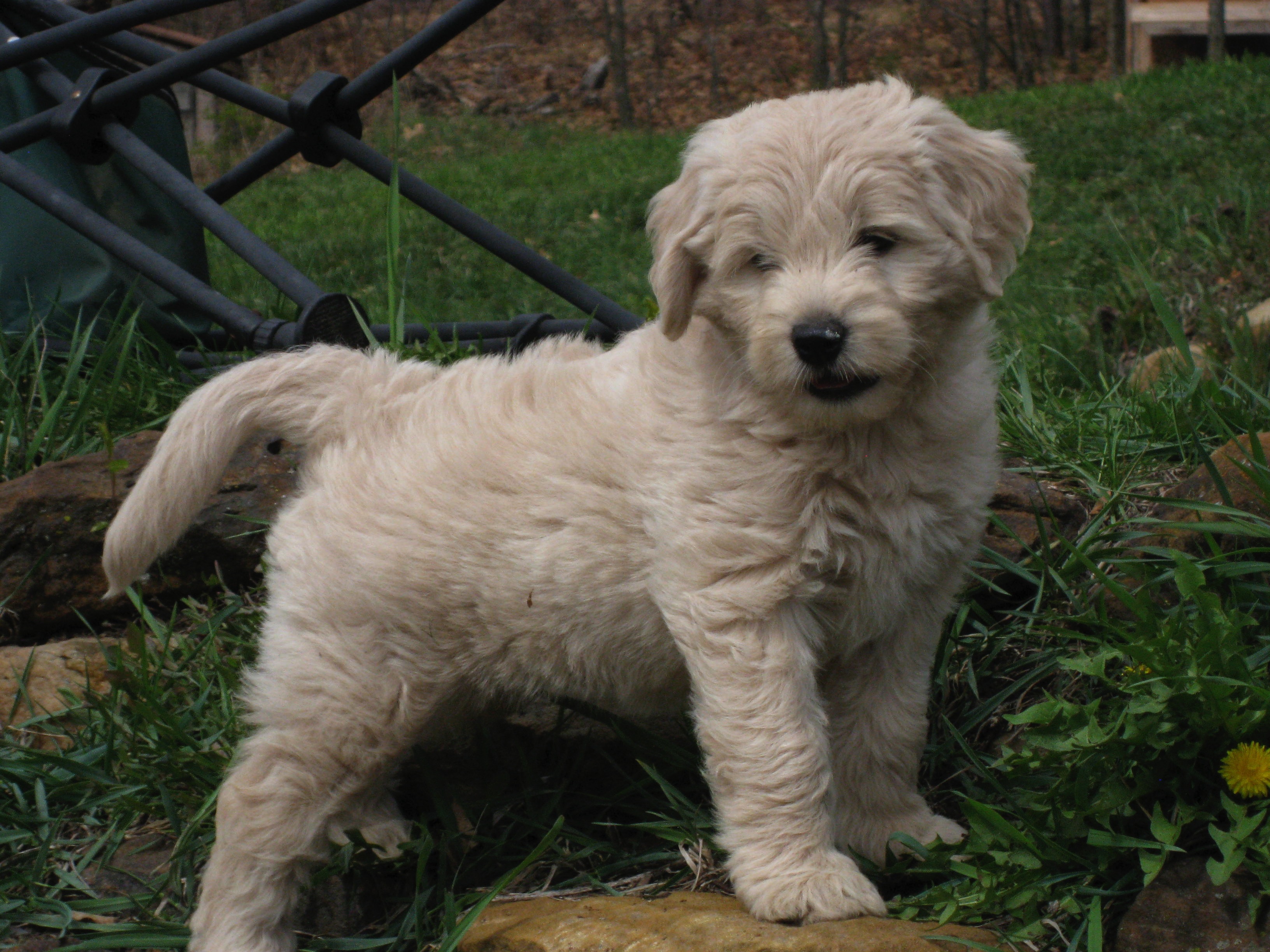 Miniature Goldendoodles for sale in Wisconsin