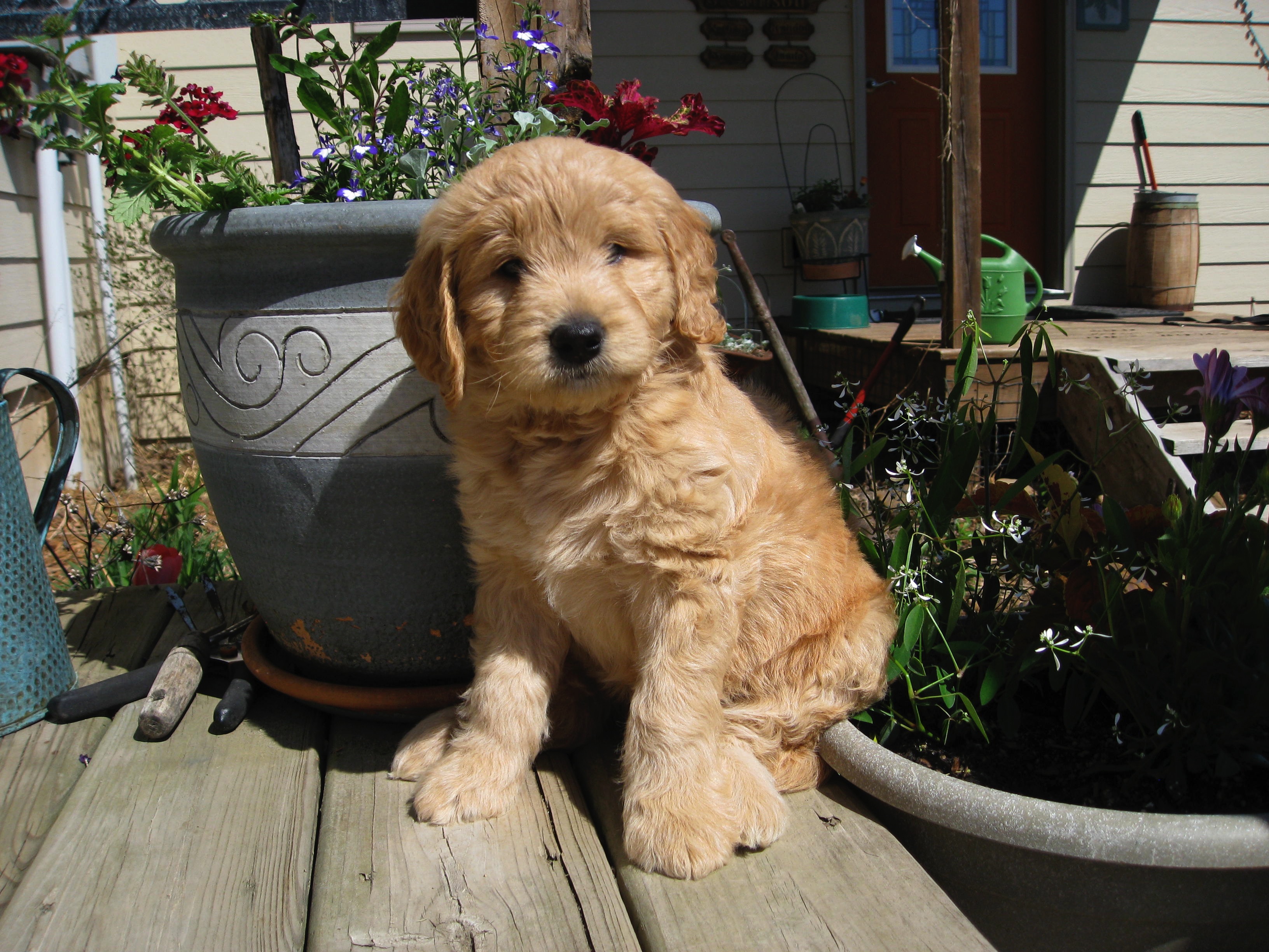 Miniature Goldendoodles for sale in Wisconsin