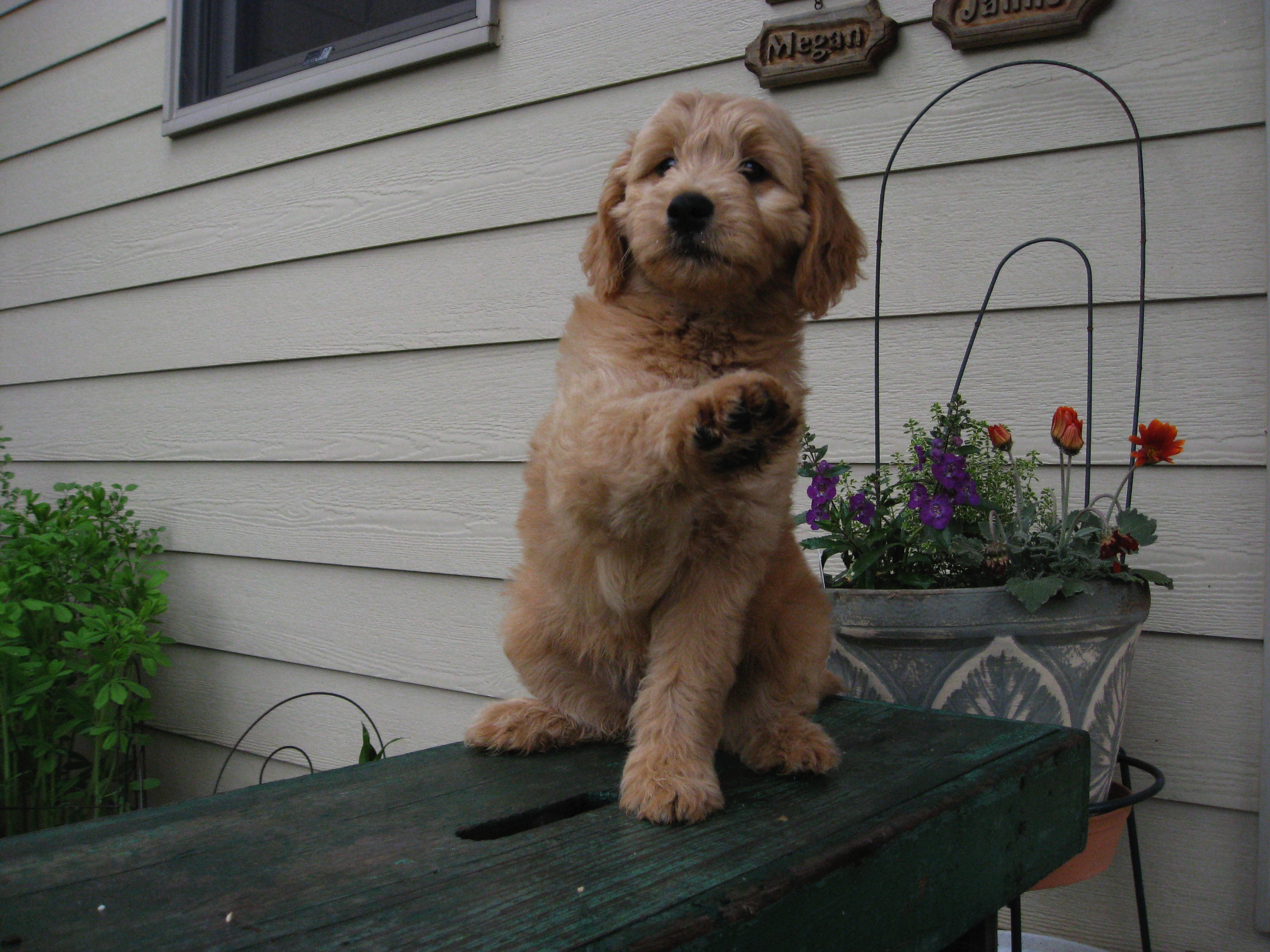 Miniature Goldendoodles for sale in Wisconsin