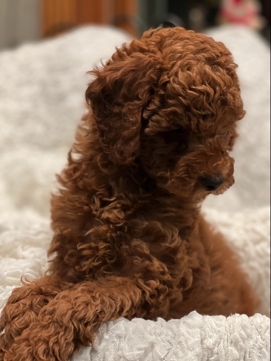 Miniature Poodles for sale in Wisconsin