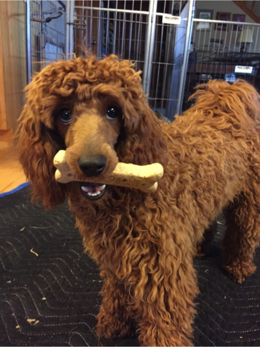 Miniature Poodles for sale in Wisconsin