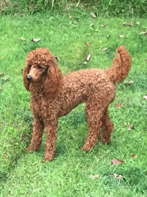 Miniature Poodles for sale in Wisconsin