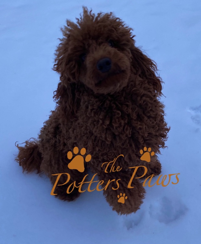 Miniature Poodles for sale in Wisconsin