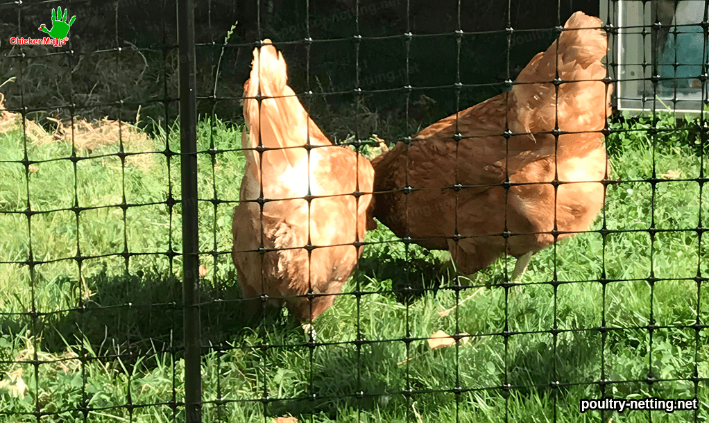 How to install a poultry mesh Poultry Netting