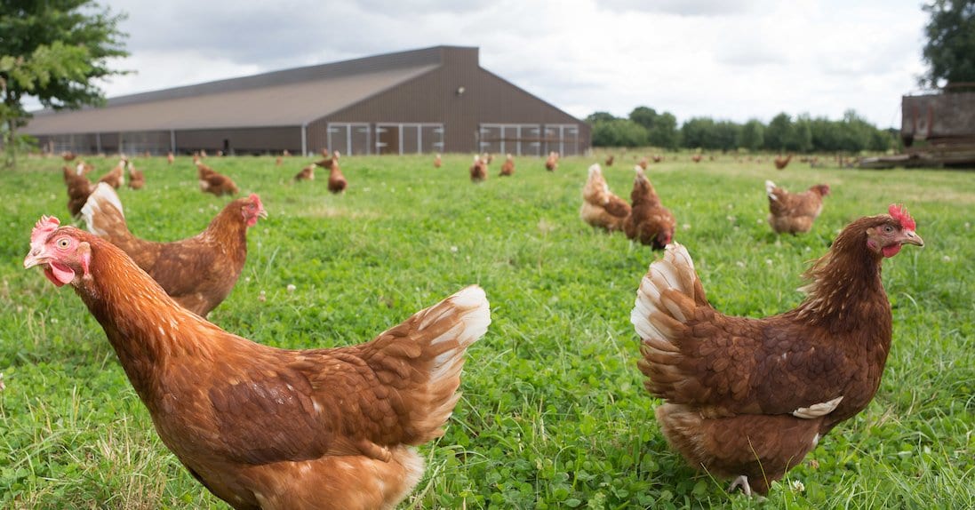 Defra announces new farm equipment grants Poultry Network