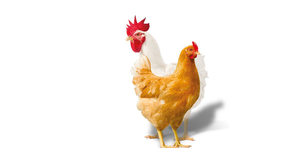 Hubbard’s new Redbro breed approved by Red Tractor Poultry Network